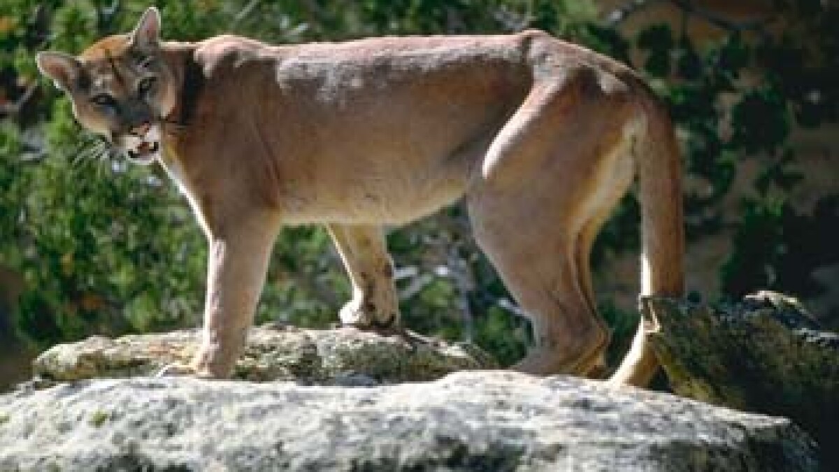 mountain lion pictures